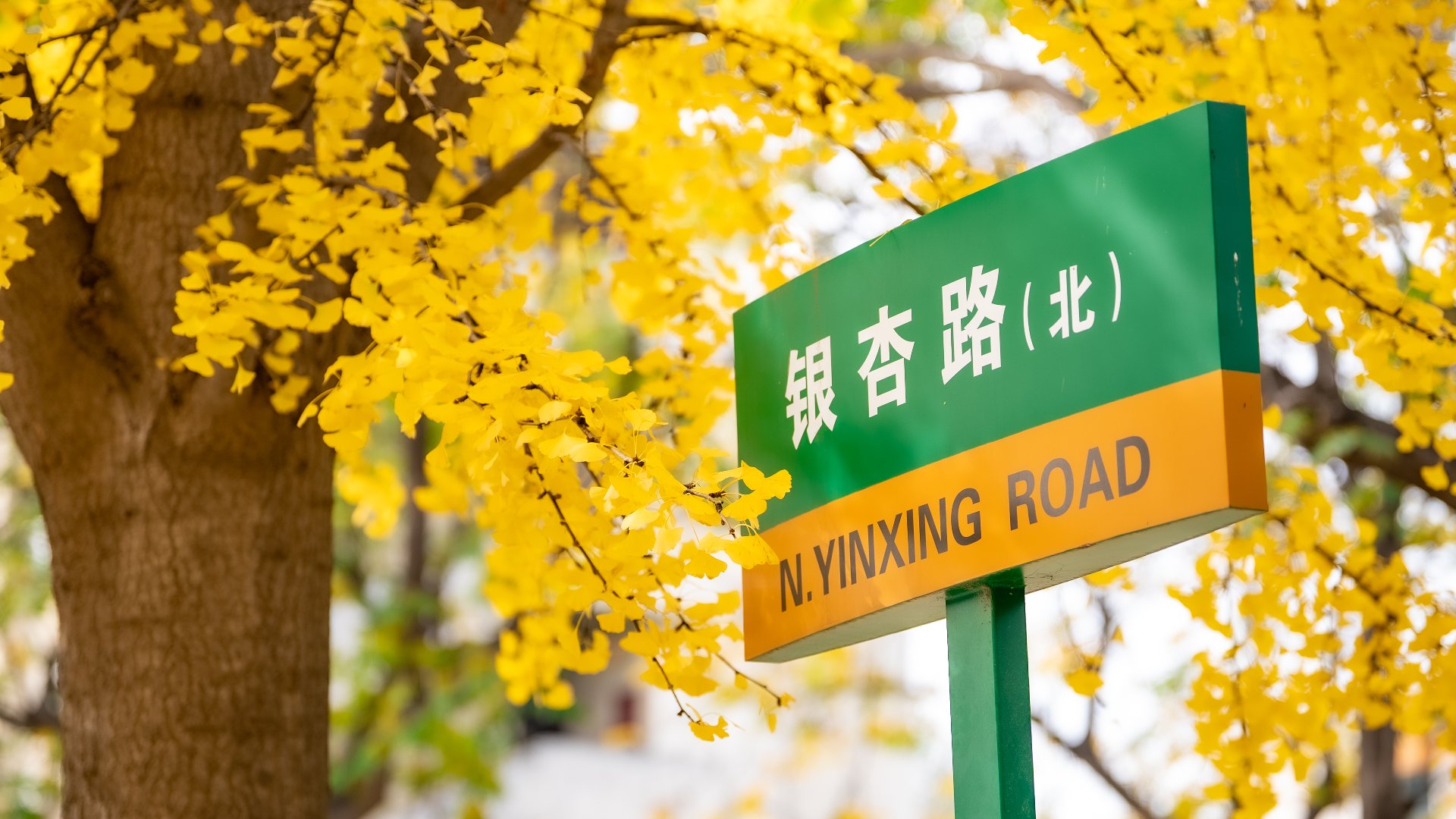 校园风光 · 银杏路